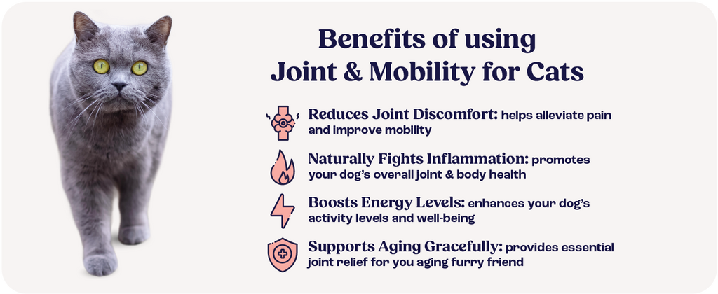 Cat Joint Supplement Chondroitin Mobility Support Natural Formula