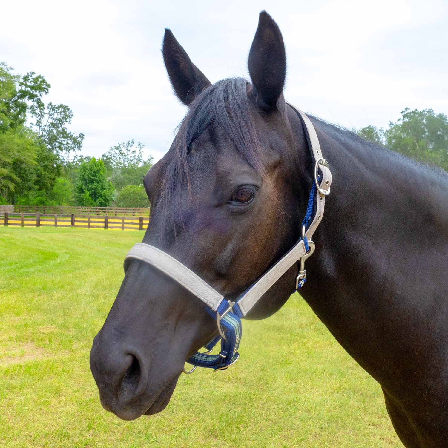 Jeffers Matching Horse Halter & Lead Rope 2 Piece Set, Full Size