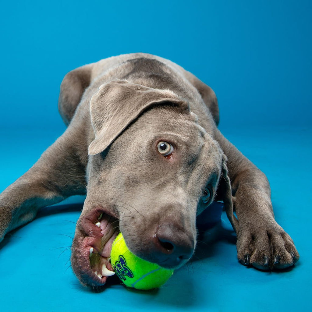KONG SqueakAir® Ball – Durable Squeaker Tennis Ball Dog Toy for Fetch & Play
