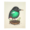 Mike Mitchell "Eastern Hooded Pitta (Doobie)" Print