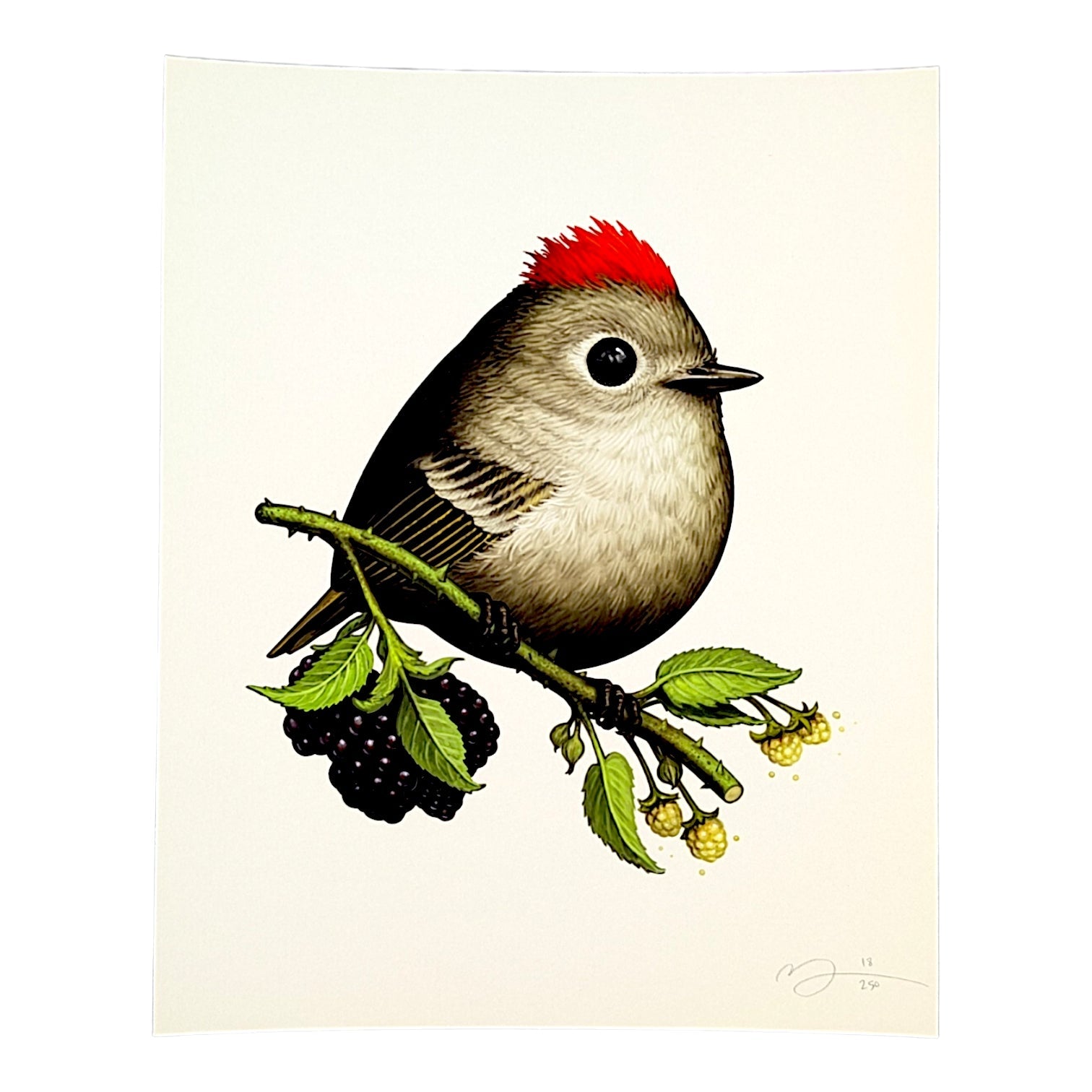 Mike Mitchell "Ruby-crowned Kinglet II" Print