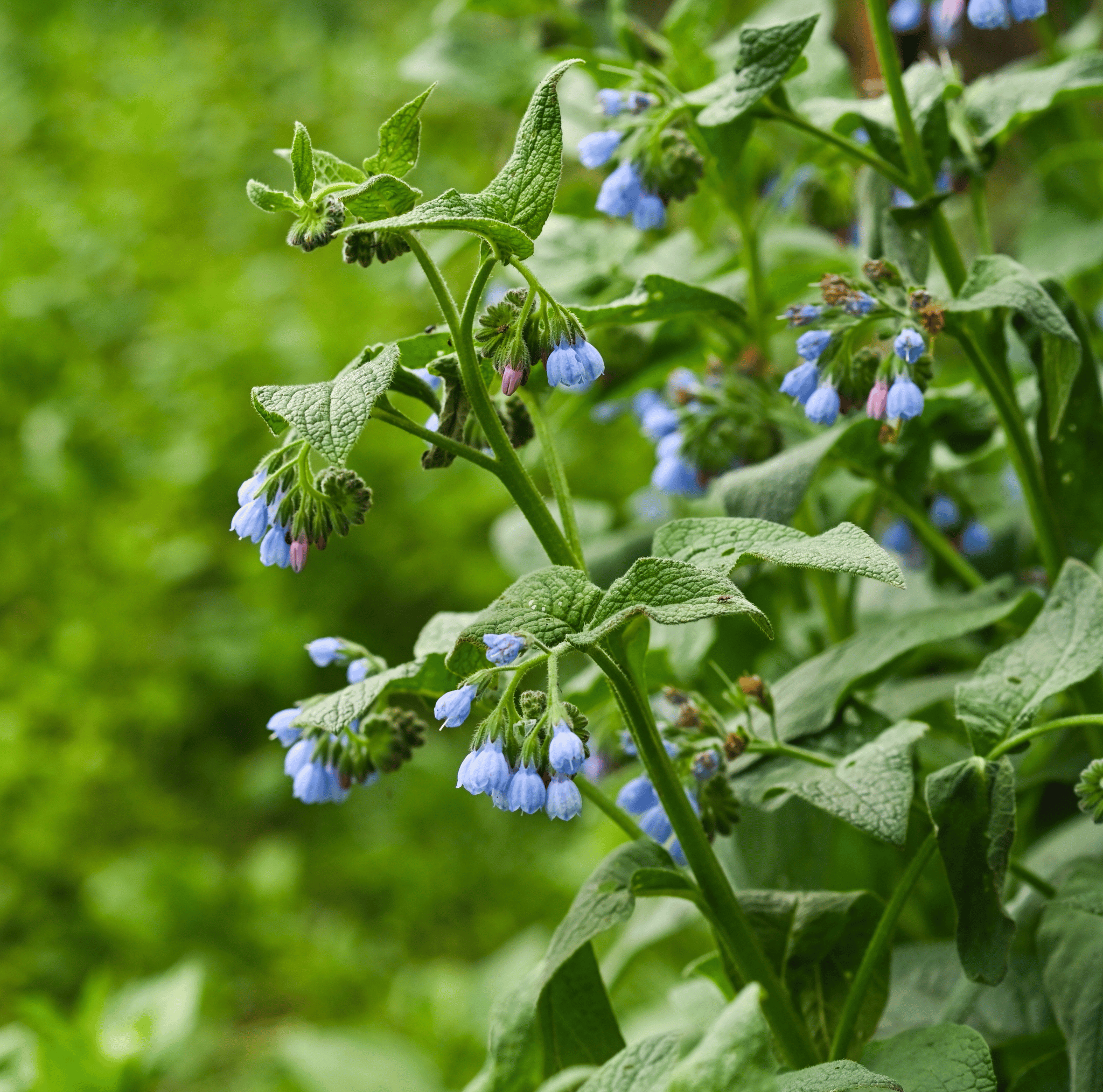 True Comfrey – 20 Seeds